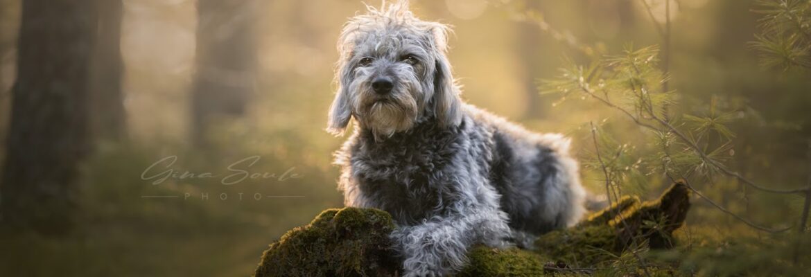 Gina Soule Photo – Maine Dog and Pet Photographer