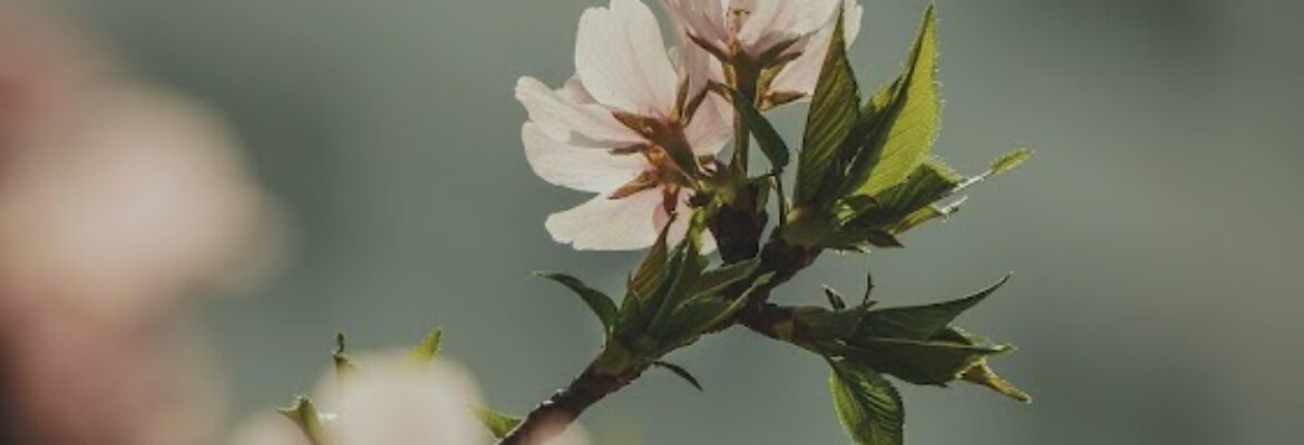 Daniller Photography