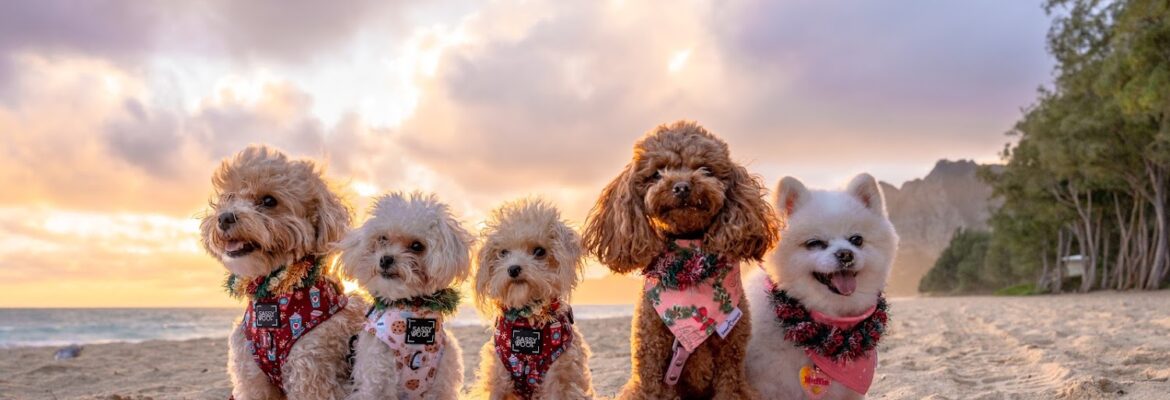 Paws for Portraits – Oahu Dog photographer