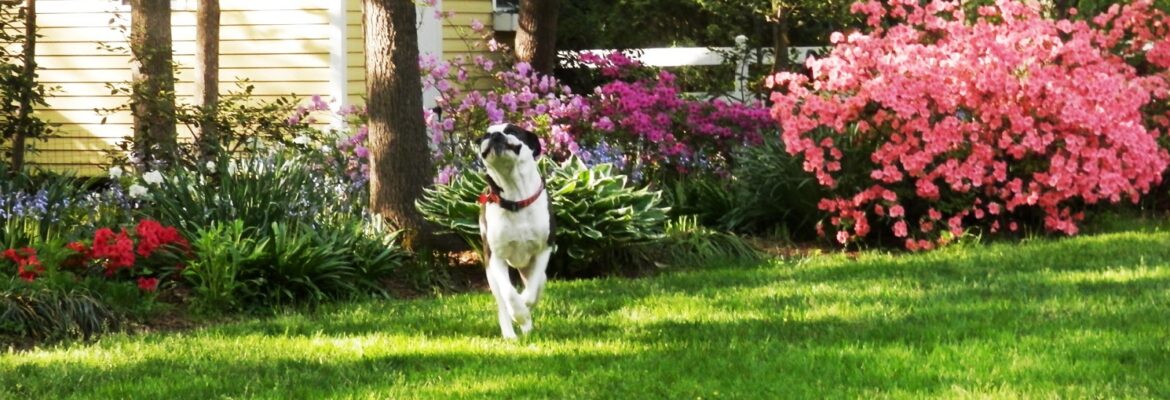 Rescue Dog Photography