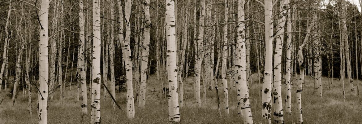 Daubendiek Photography