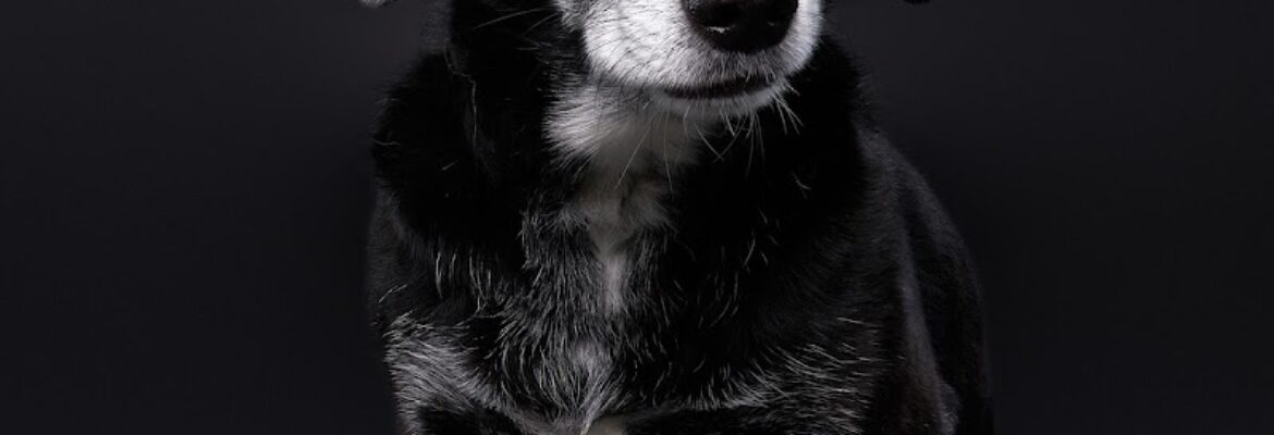 Paw Print Studio