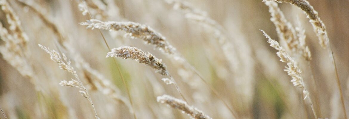 Peter Lundblad Photography