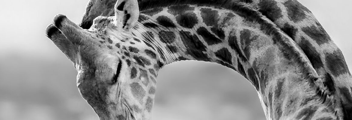 Torie Hilley Fine Art, LLC