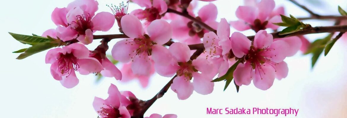 Sadaka Photography
