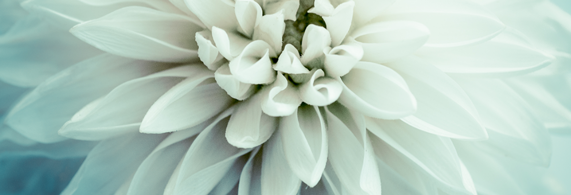 Andra Jerrode Photography LLC