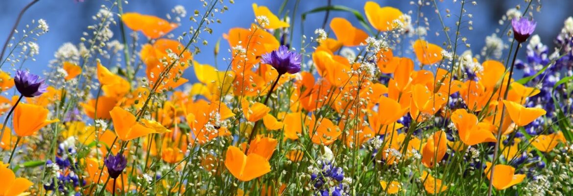 Emily Kathleen Photography