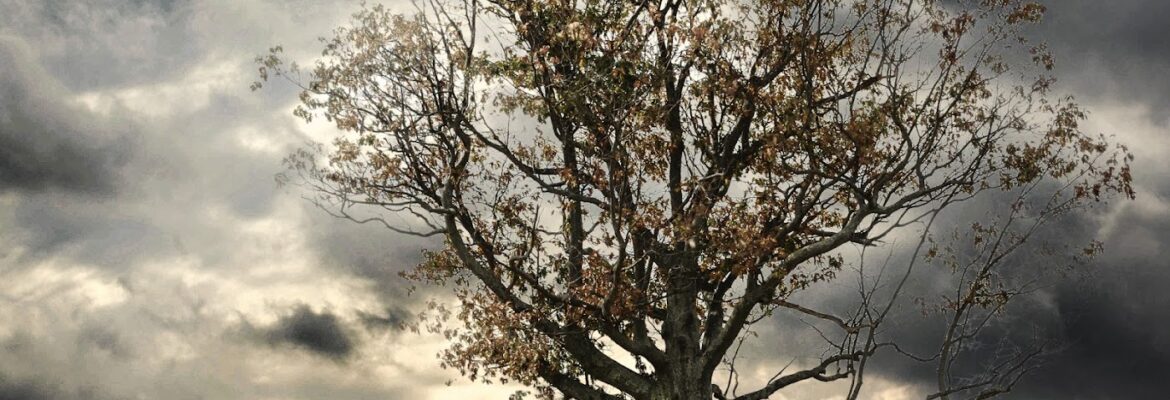 Hoof Print Images Photography