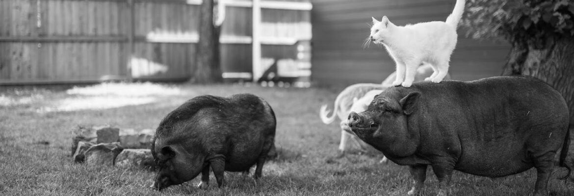 Greg Murray Photography