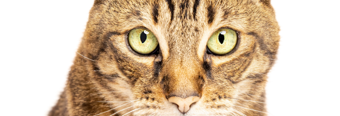 Ph2grphy – a pet portrait studio