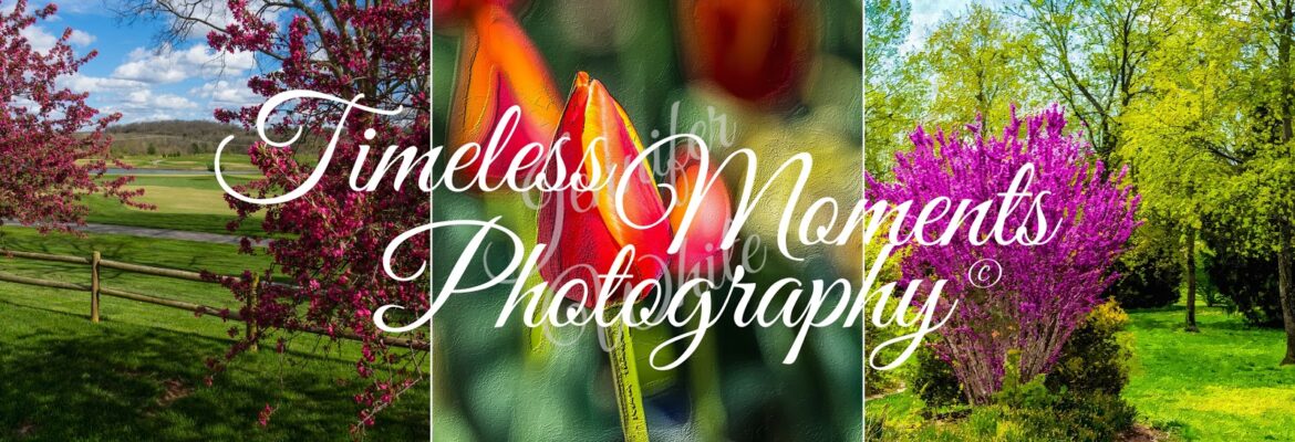 Timeless Moments Photography