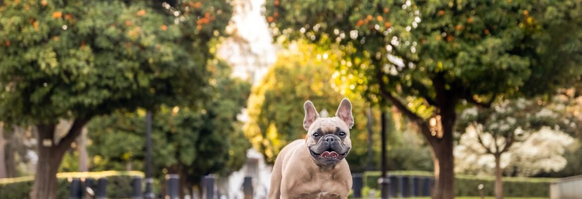 Kylee Doyle Pet Photography