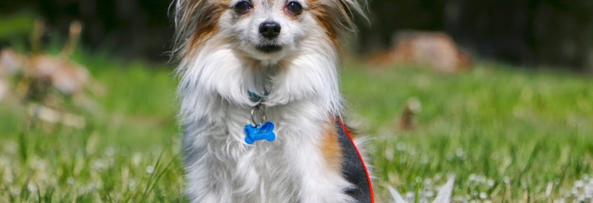 Cristina’s Pawfect Photography