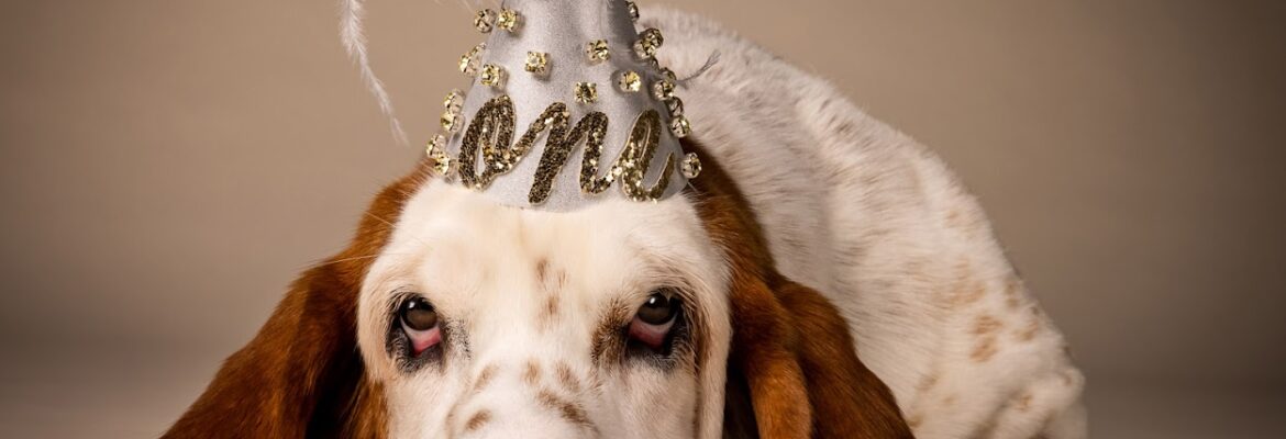 Good Doggy Photography
