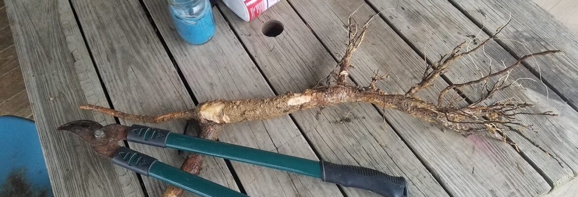 Holly Gee Photography