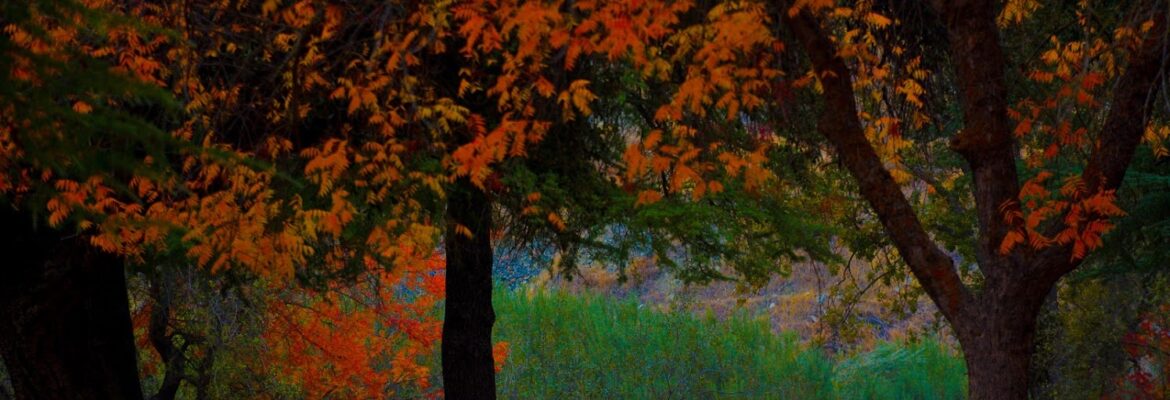 FloLi Photography