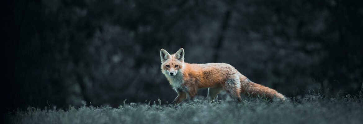 Tennessee Photoworks