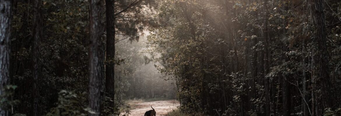 Southern Sound Photography