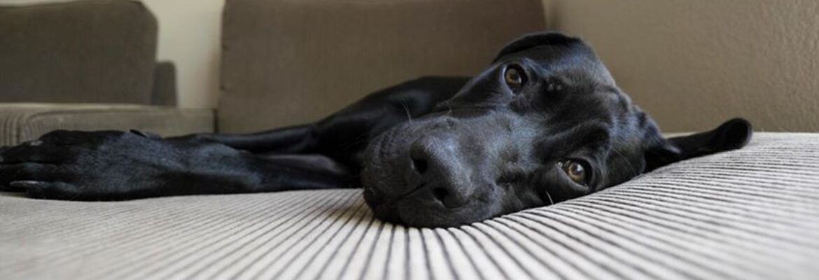 Norah Levine Photography