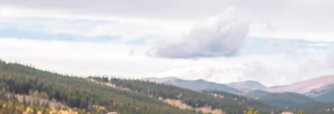 Jenni Lauren Photography