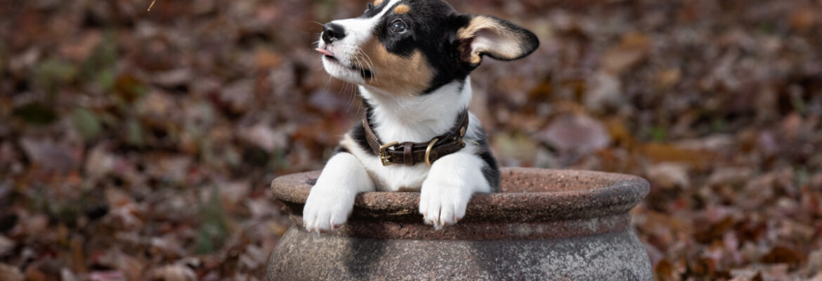 Ellen Zangla Photography