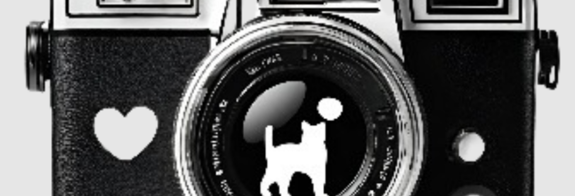 Picture Purrfect Photography
