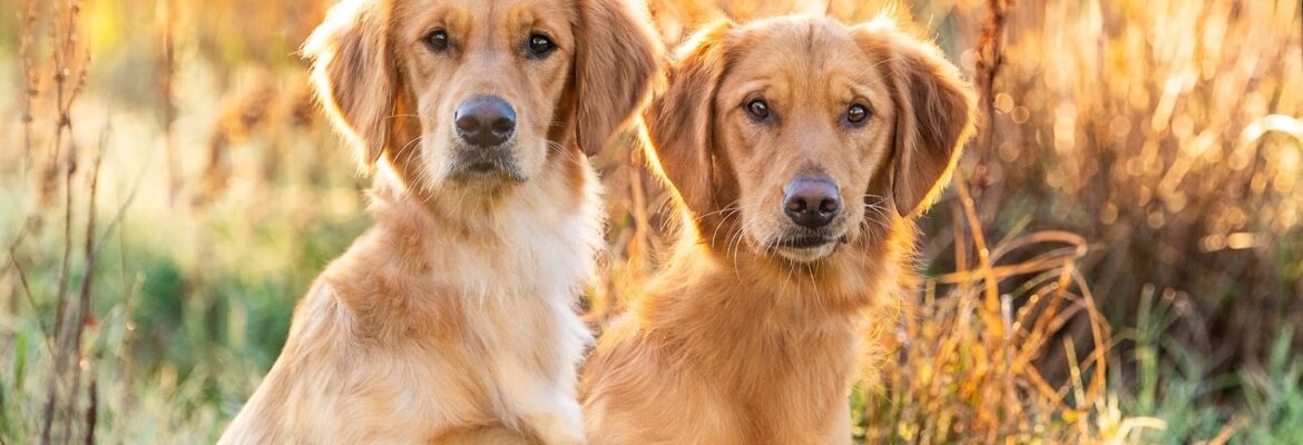 Smooches and Pooches Photography