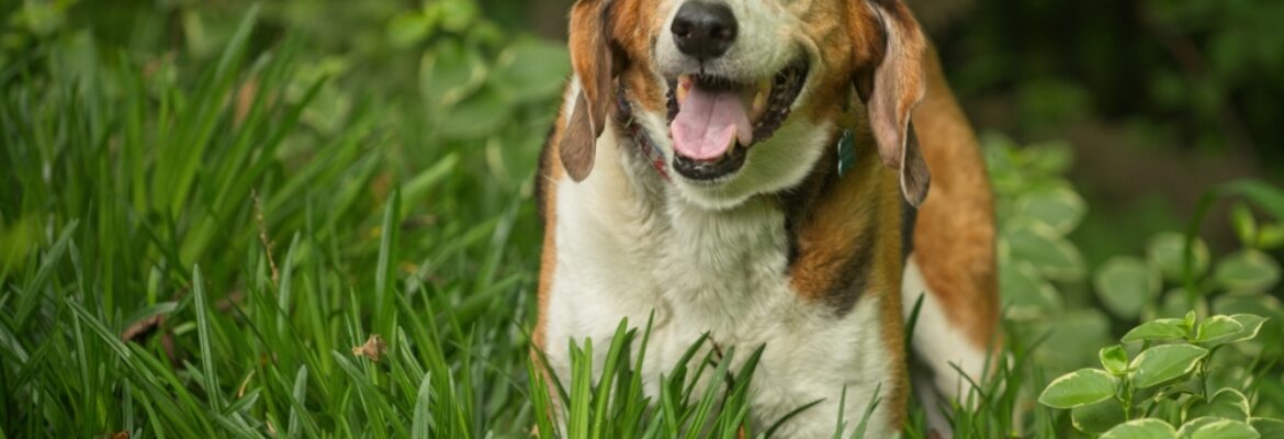 I-Do-Photography Inc.