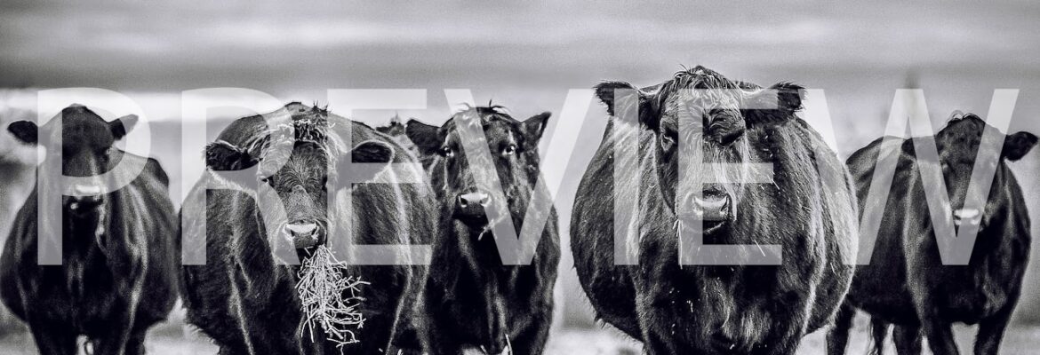 Jena Lynn Photography