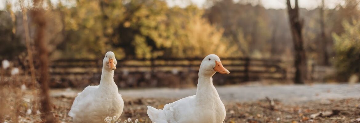 Rebecca Jewell Photography