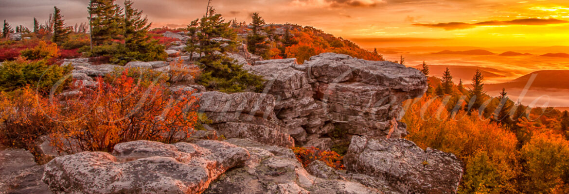 Vista Landscapes