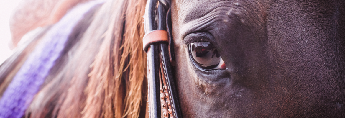 Equine Charm