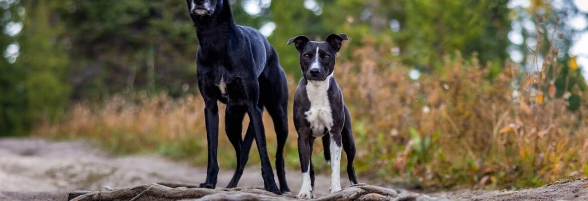 RustyRose Photography