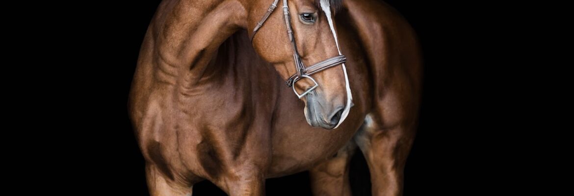 Jessica Sanders Photography