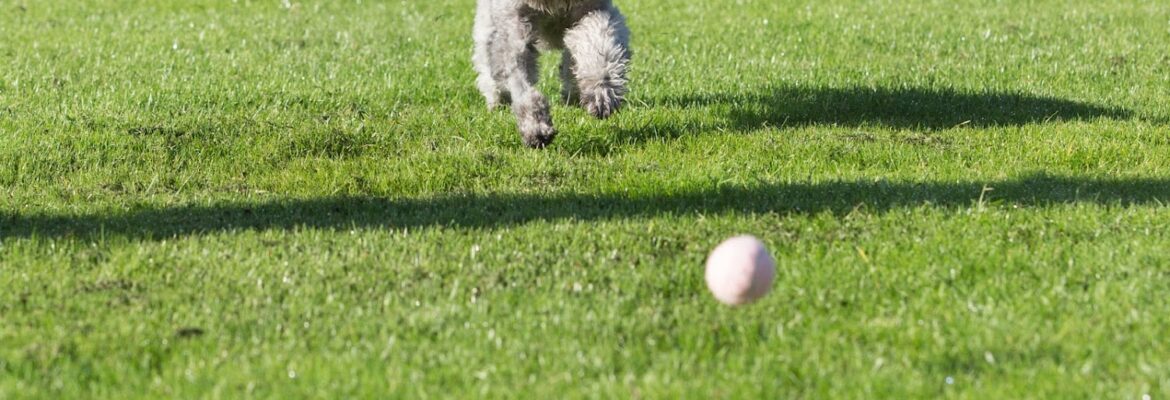 Playful Paws Photography