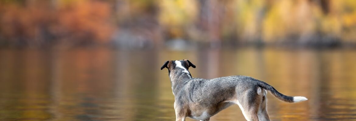 Keala Stevens Photography