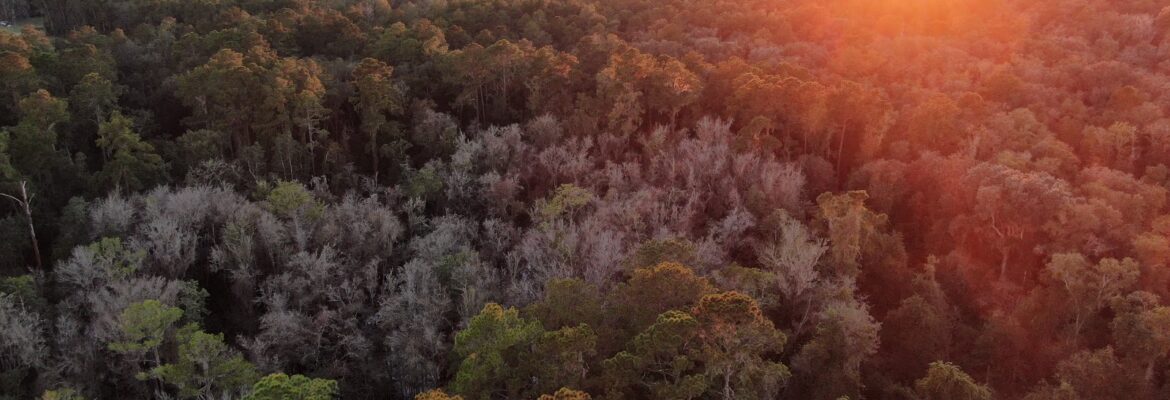White Tiger Aerial Photography