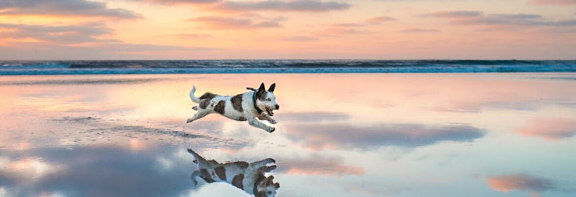Dog Haus Photography