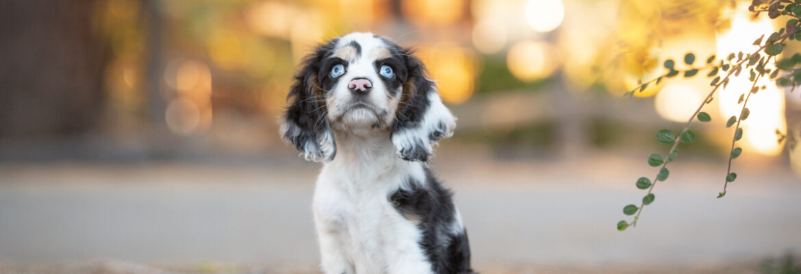 Banyan Photography for Pets and People