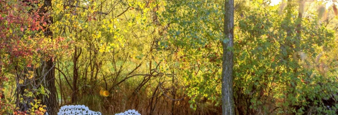 Lin’s Lens Photography