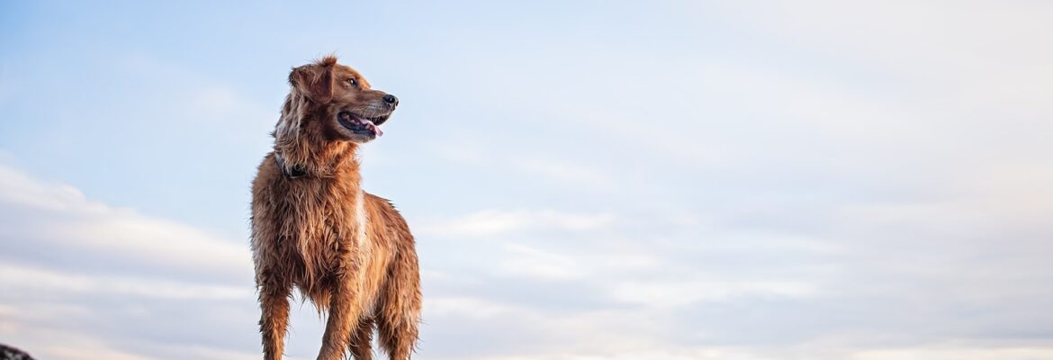 SoulDog Creative – Washington Dog Photography