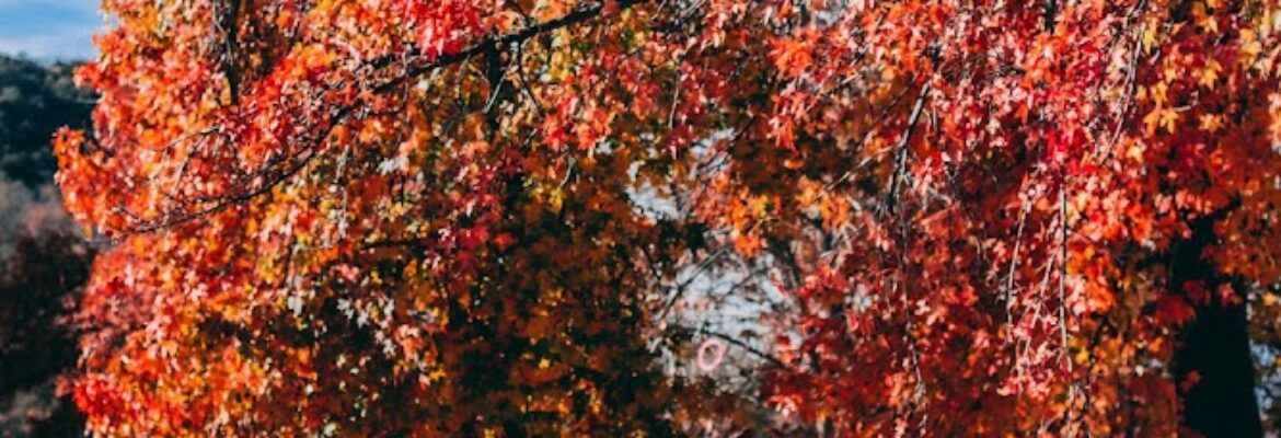 Daniel Jerez Photography