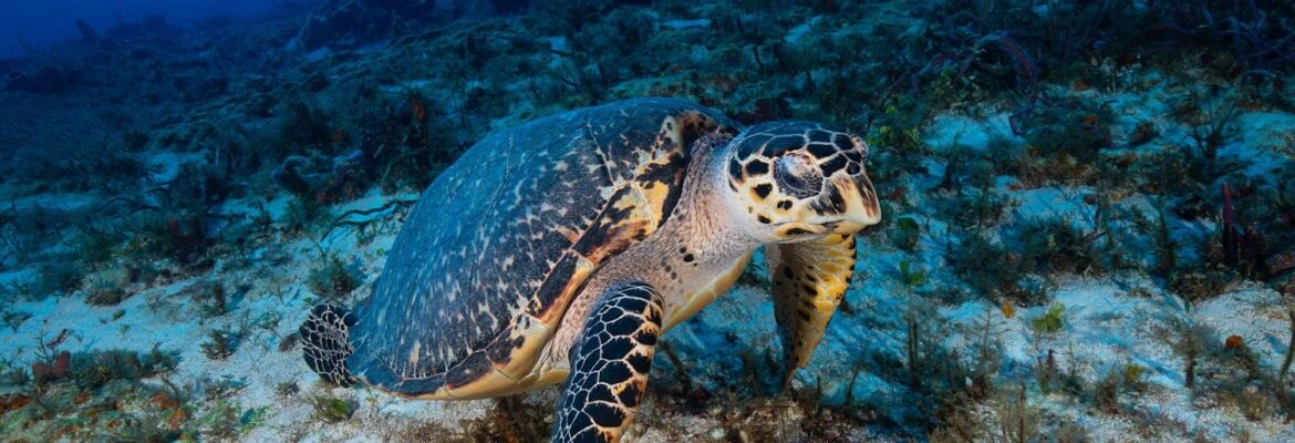 Mike Goins Photography LLC