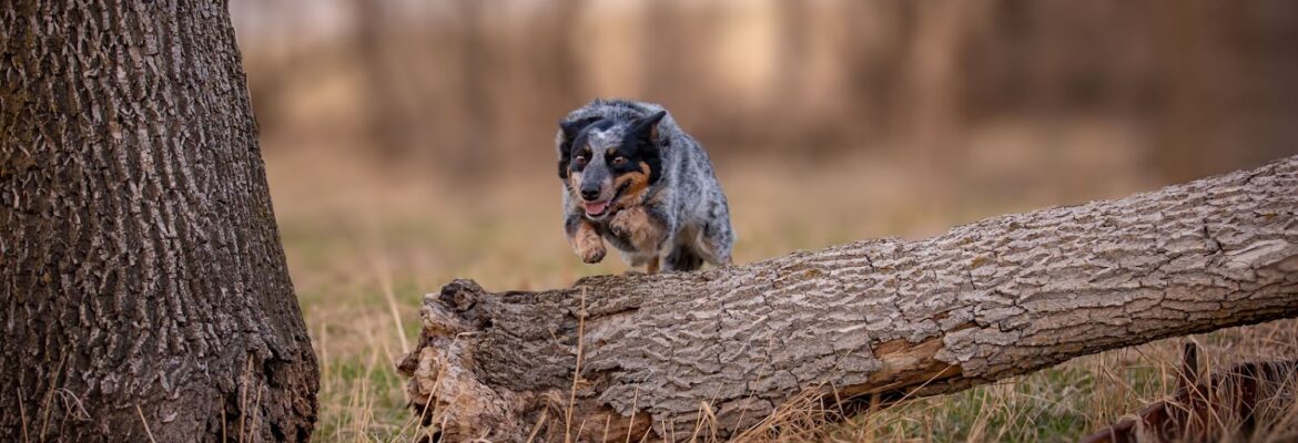 Prairie Thunder Photography LLC