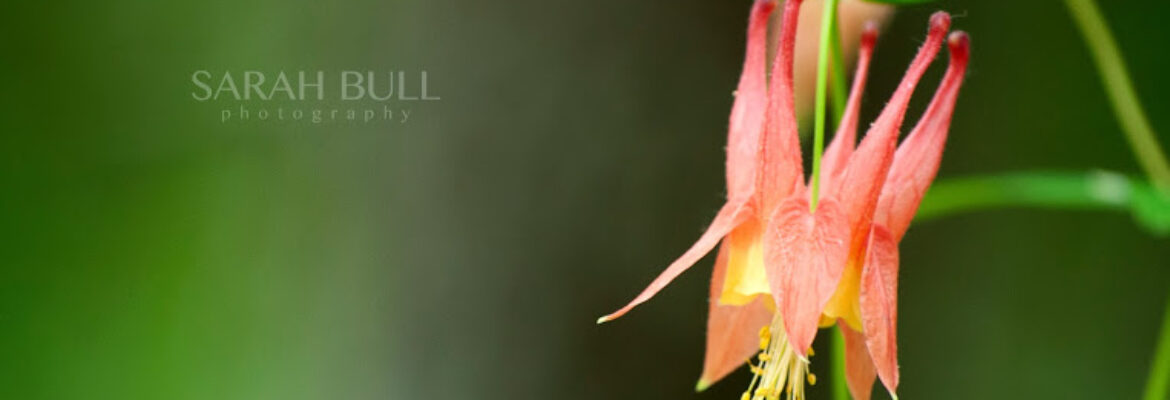 Sarah Bull Photography