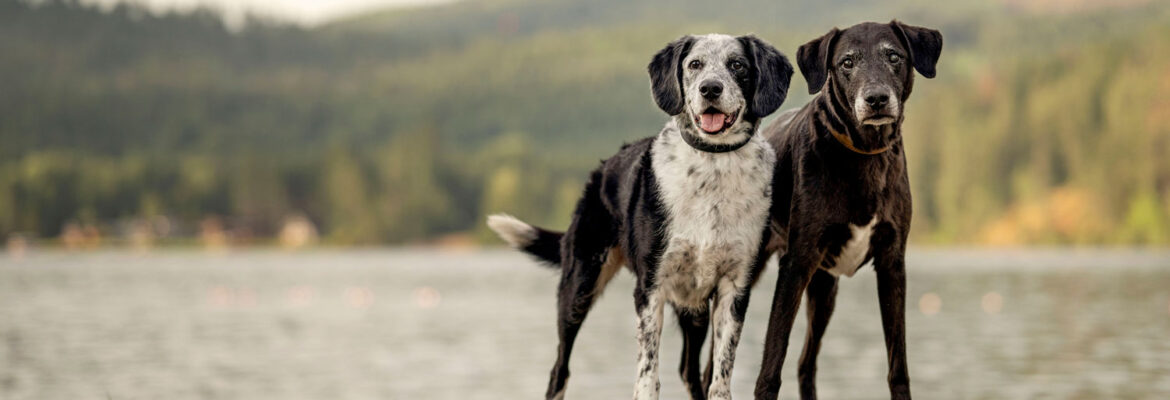 Big White Dog Photography | Pet Photographer