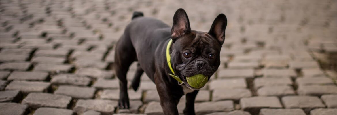 Susan The Petographer