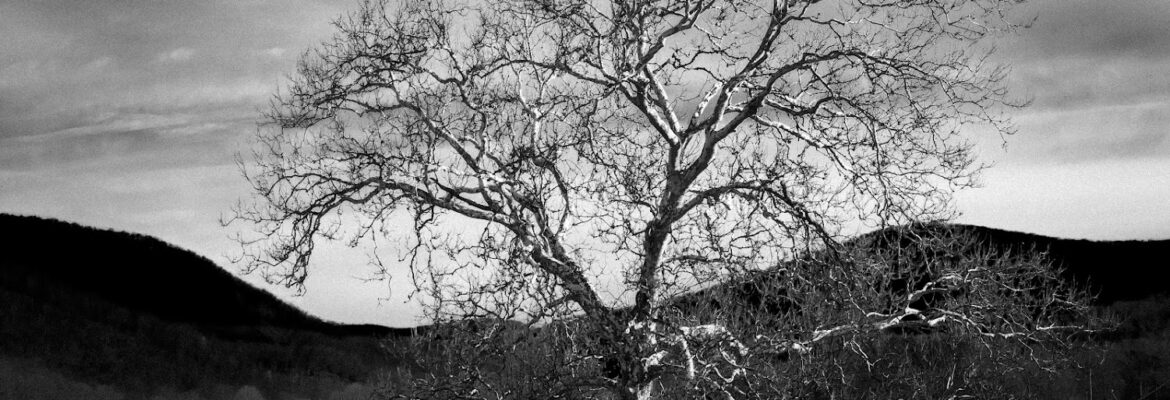 Oglesby photography