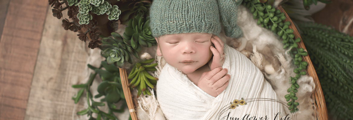 Sunflower Life Photography