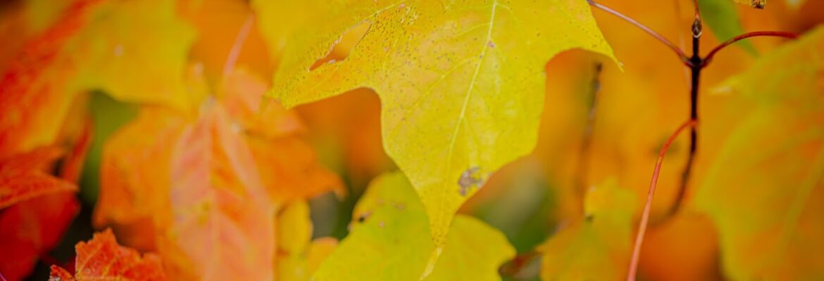 Levi Hebert Photography